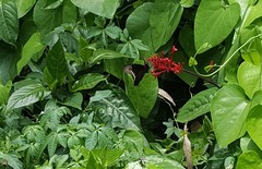 Battus polydamas
