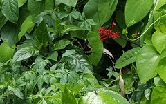 Battus polydamas