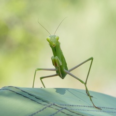 Mantis religiosa