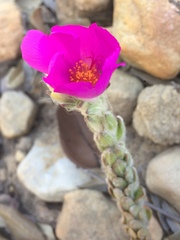 Portulaca giuliettiae