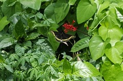 Battus polydamas