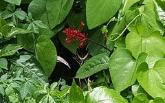 Battus polydamas