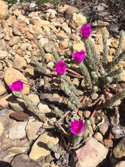 Portulaca giuliettiae