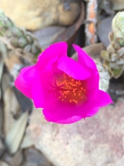 Portulaca giuliettiae