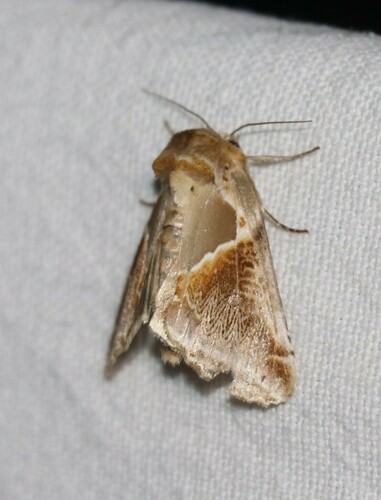 Habrosyne pyritoides