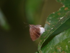 Araotes lapithis