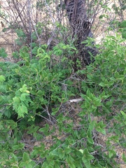 Hemitriccus margaritaceiventer