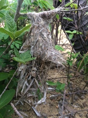 Hemitriccus margaritaceiventer