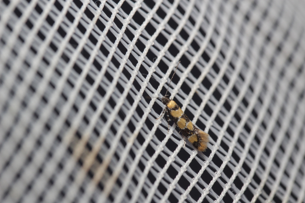 Decantha borkhausenii