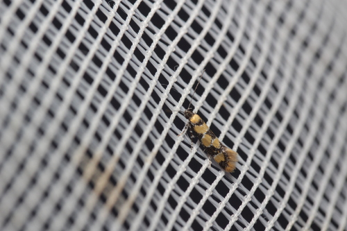 Decantha borkhausenii