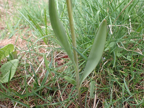 Image of Fritillaria tubaeformis by (c) luluchouette, some rights reserved (CC BY)