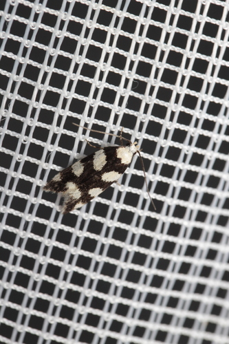 Pseudotelphusa tessella