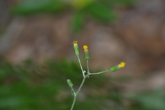 Hieracium scabrum