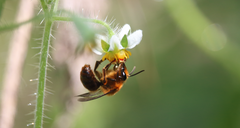 Cadeguala occidentalis