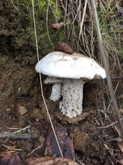 Amanita smithiana