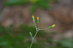 Hieracium scabrum