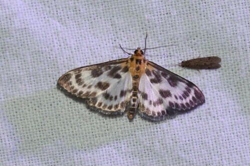 Anania hortulata