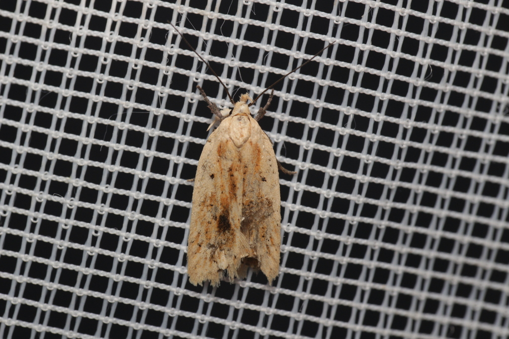 Straw Flat-body