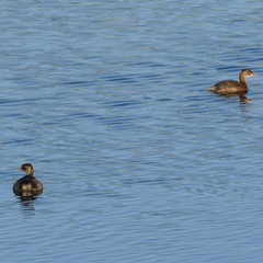 Tachybaptus ruficollis