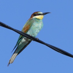 Merops apiaster