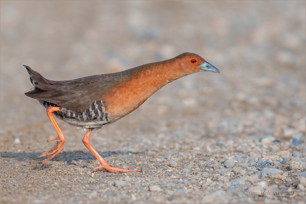 Band-bellied Crake in May 2023 by Анна Голубева · iNaturalist