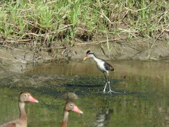 Jacana jacana hypomelaena