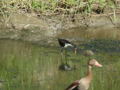 Jacana jacana hypomelaena