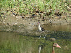 Jacana jacana hypomelaena