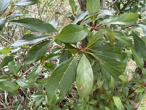 Lindera erythrocarpa iNat (1)