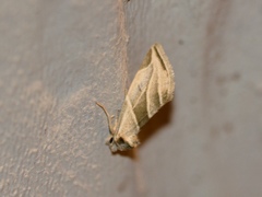 Plagiomimicus tepperi