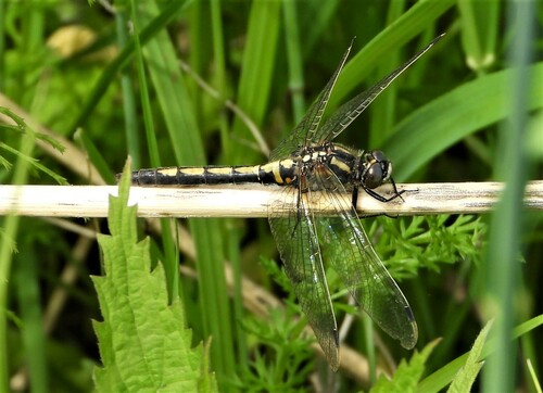 Leucorrhinia intermedia