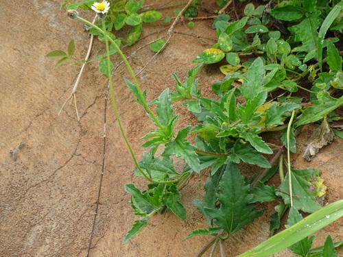 Tridax Daisy