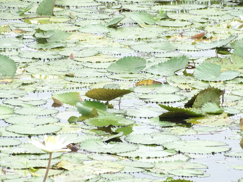 Egyptian white water-lily