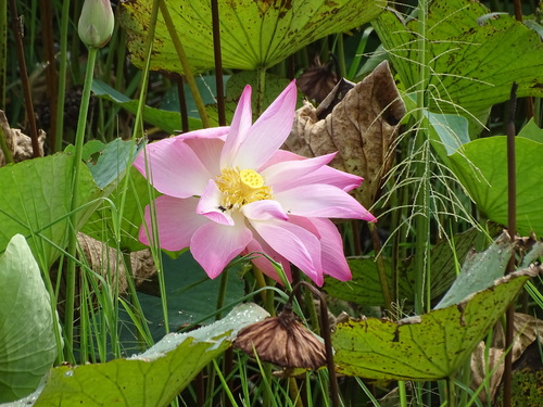 Sacred Lotus