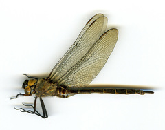 Somatochlora cingulata