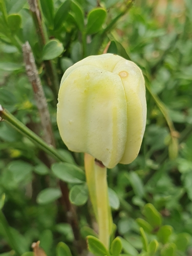 Fritillaria image