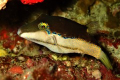Canthigaster smithae