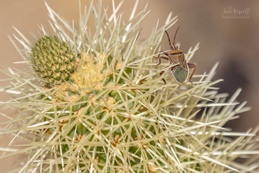 Cactus Coreid Bug from California, USA on April 20, 2023 at 04:06 AM by ...