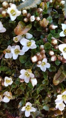 Cardamine alalata
