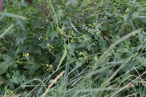 White bryony (Bryonia alba)