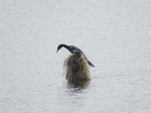 Reed Cormorant