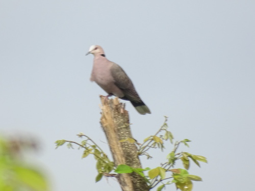 Red-eyed Dove