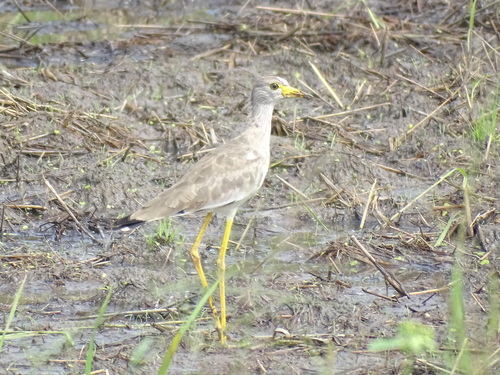 Wattled Lapwing