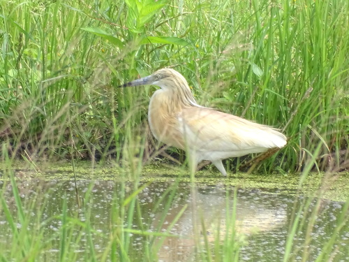 Squacco Heron