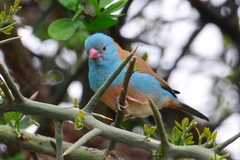 Uraeginthus cyanocephalus