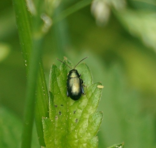 skočka (Chaetocnema)