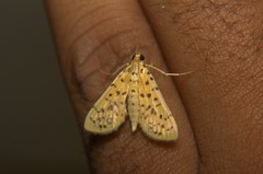Conogethes