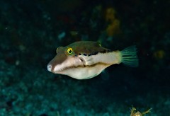 Canthigaster smithae