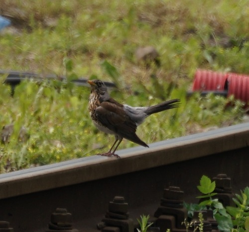 რუხთავა შაშვი (Turdus pilaris)