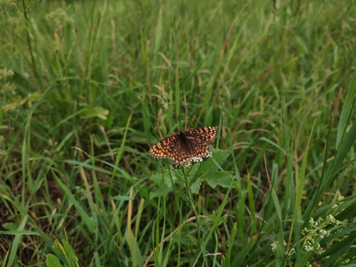 Knapweed Fritillary, Лужский р-н, Ленинградская обл., Россия, photo 8 of 10